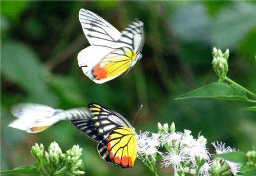 中国红河蝴蝶谷景区