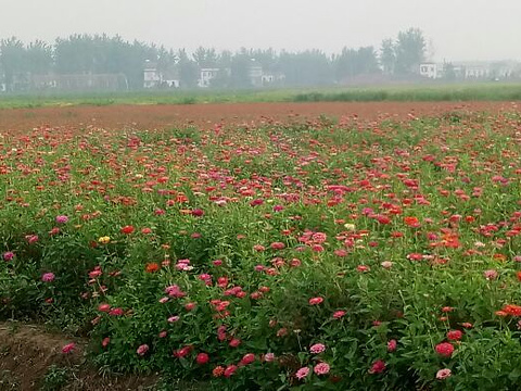 沔州百万花海风景区