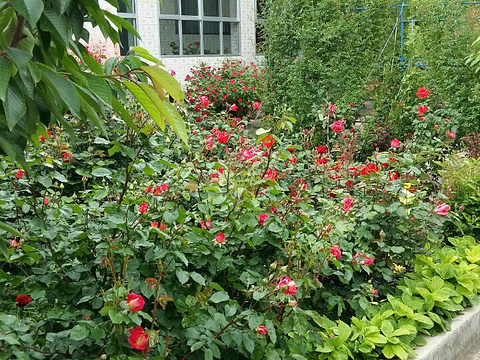 安平格林小镇花卉市场旅游景点图片