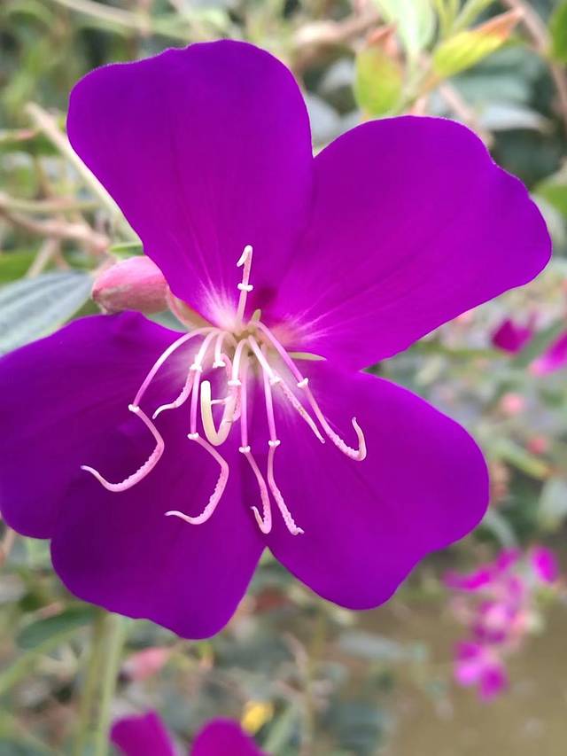 得利斯热带植物园