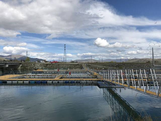 Mount Cook Alpine Salmon