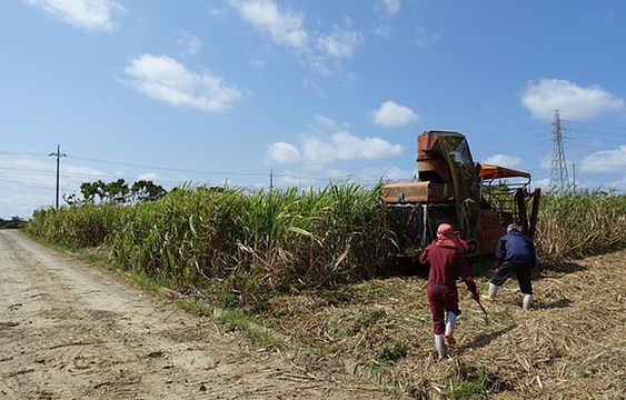 Gakiya Sugarcane Plantation旅游景点图片