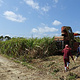 Gakiya Sugarcane Plantation