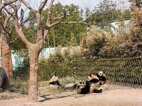 大熊猫馆的图片