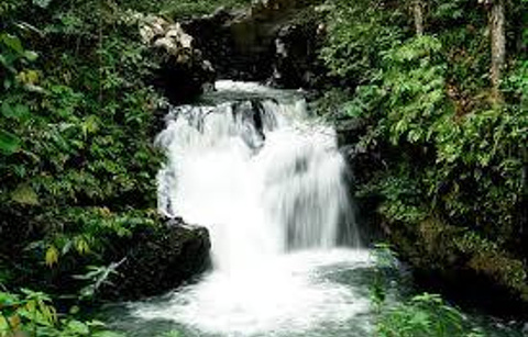 乌鲁庞森林保护区的图片