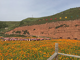 油嘴湾花海