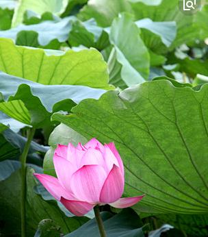 迎湖桃源旅游度假区