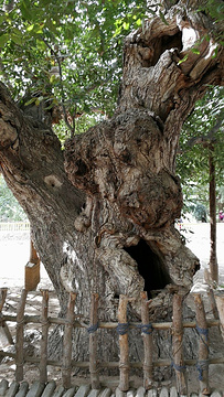 核桃王树的图片