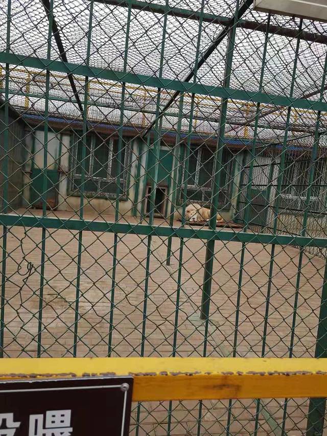 棋盘山森林野生动物园游乐场