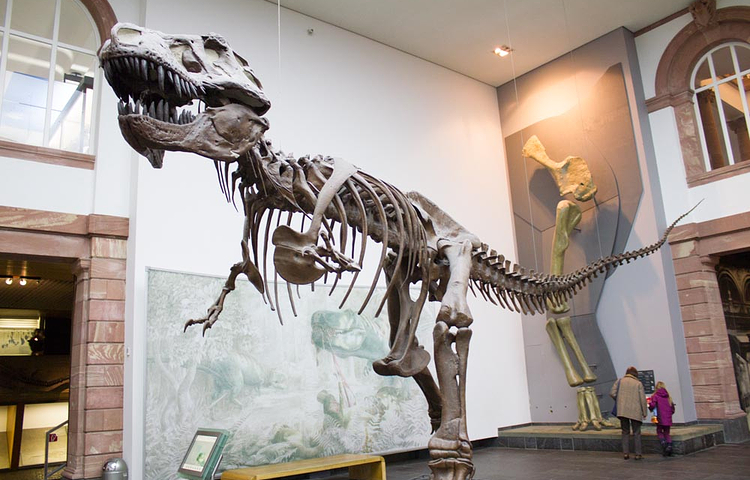 森肯贝格自然博物馆