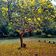 The Nairobi Arboretum