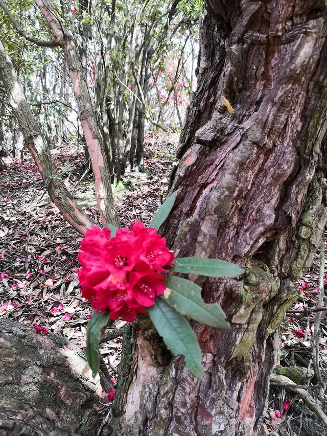 贵州省毕节市黔西县百里杜鹃风景区露营地