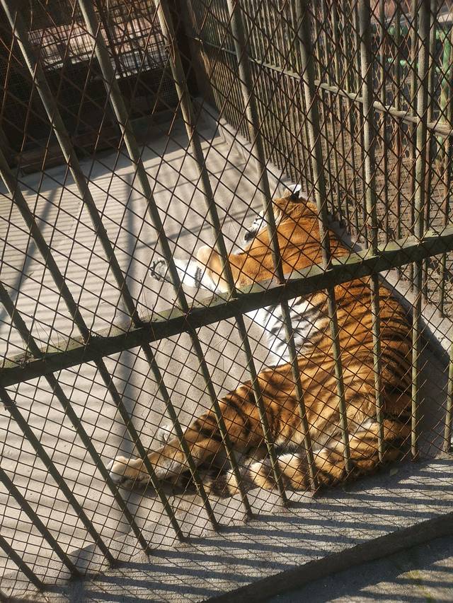 黄山野生动物园