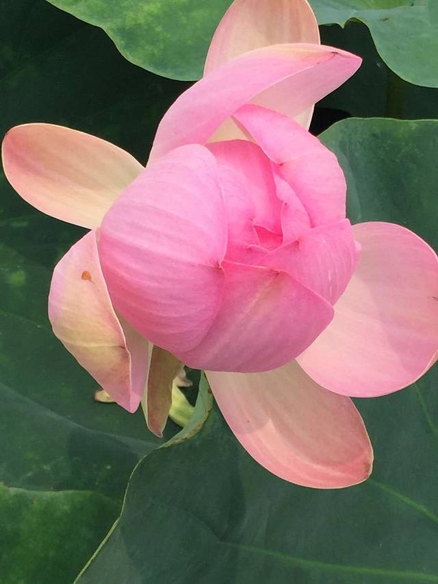 马踏湖国家湿地公园