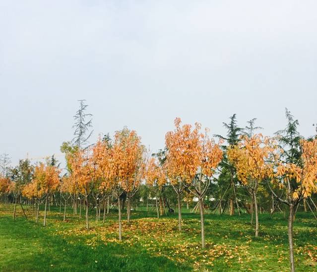 沣东·沣河生态景区