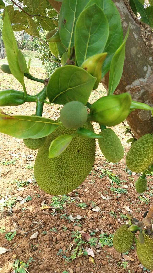 湛江南亚热带植物园