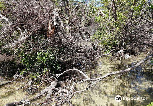 Mangrove Nursery旅游景点图片