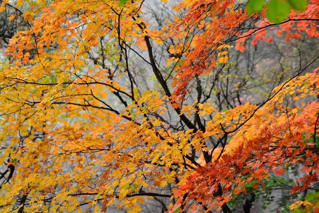 本溪红叶山庄旅游度假村