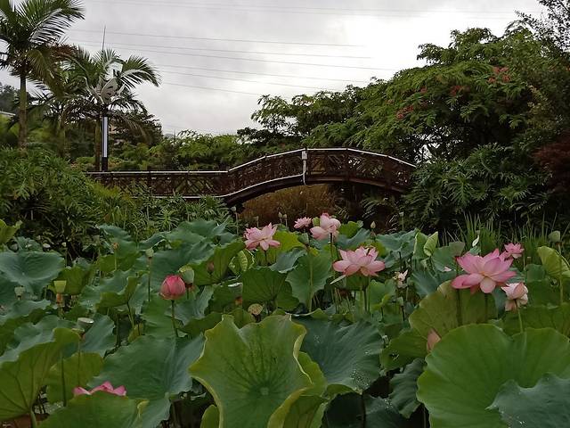 勐烈湖湿地公园