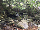 泉州安溪桫椤园