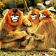 金丝猴自然保护区