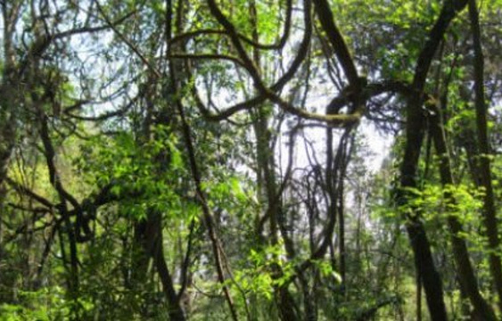 古州野林旅游景点图片
