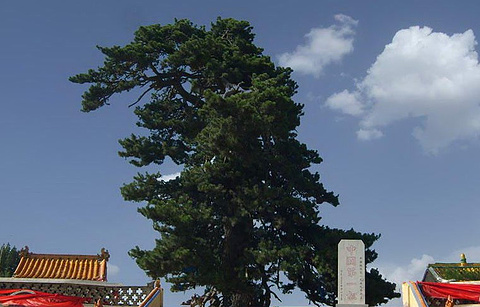 油松王旅游区的图片