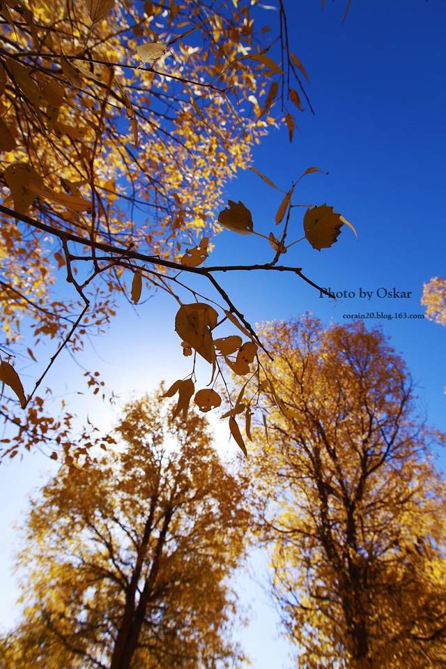 中国金塔沙漠胡杨林景区-小卖部