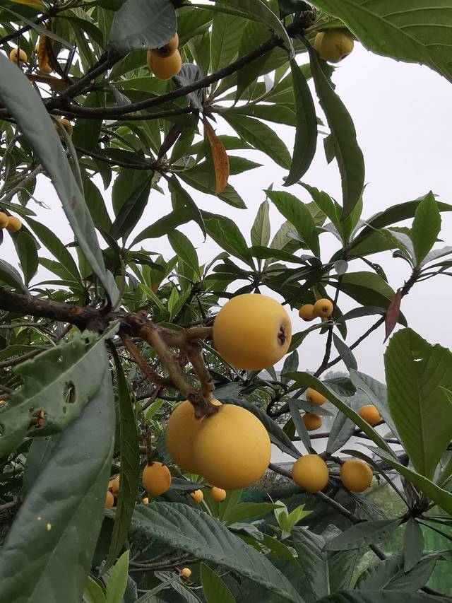 塘栖枇杷特色园区