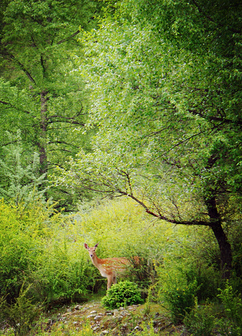 铁布自然保护区