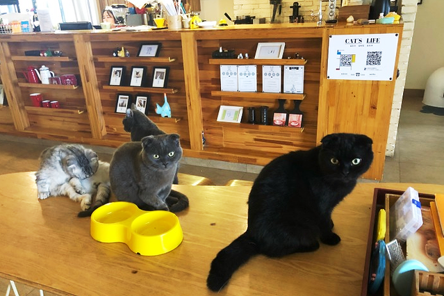 猫咖时代(中山亭店)