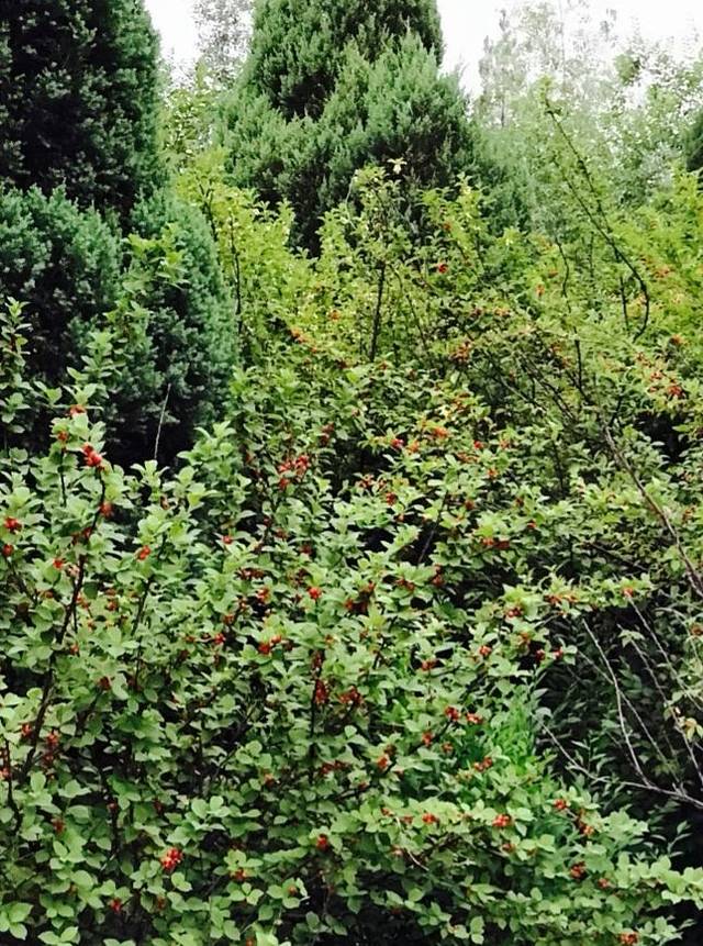 顺义新城滨河森林公园-森林游憩园