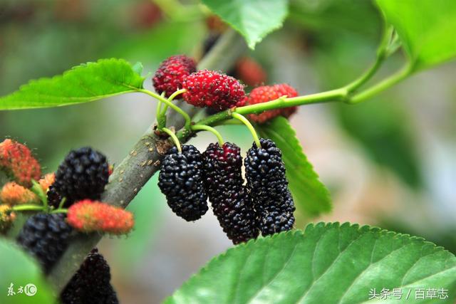 鲜嫩阳光肥牛火锅店(东风家园店)