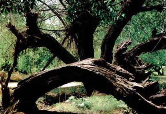 库尔米什阿塔木麻扎