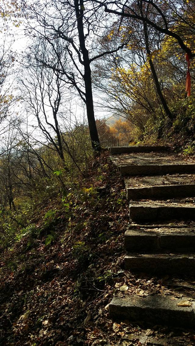 茅荆坝国家森林公园