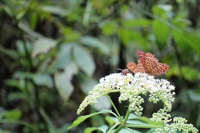 桫椤国家级自然保护区