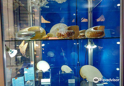 Magical World of Shells Museum