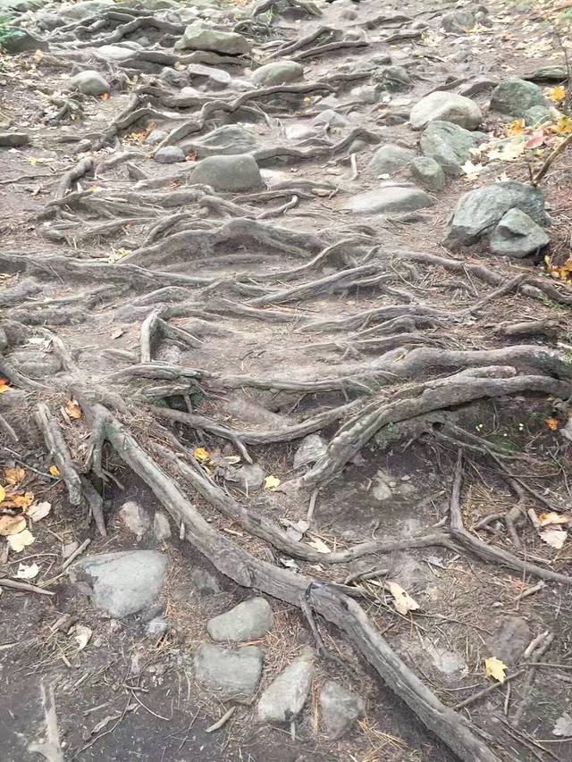 博兴县打渔张森林公园