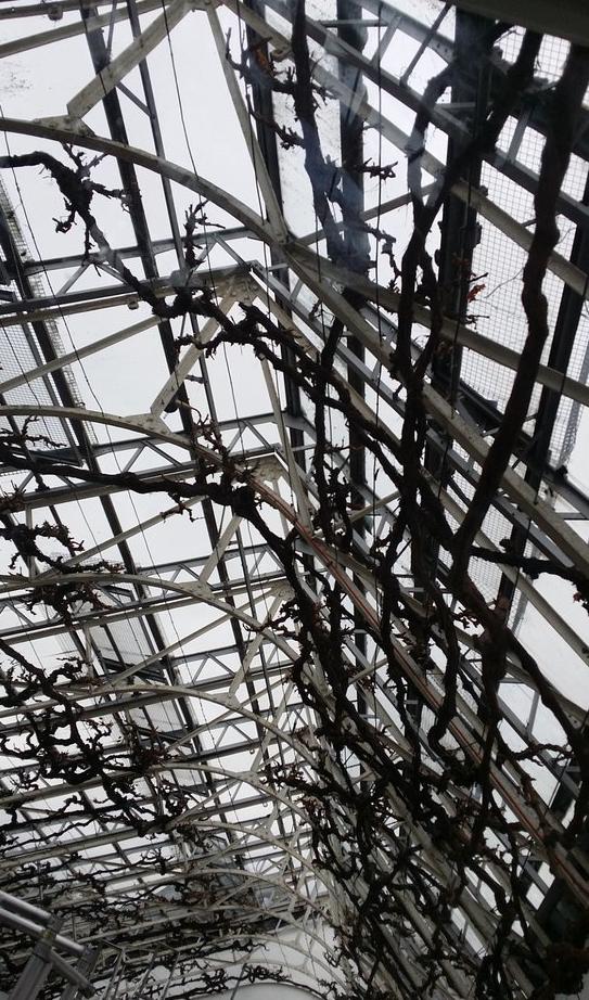 白金汉宫国王画廊