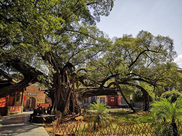 榕津千年古榕群