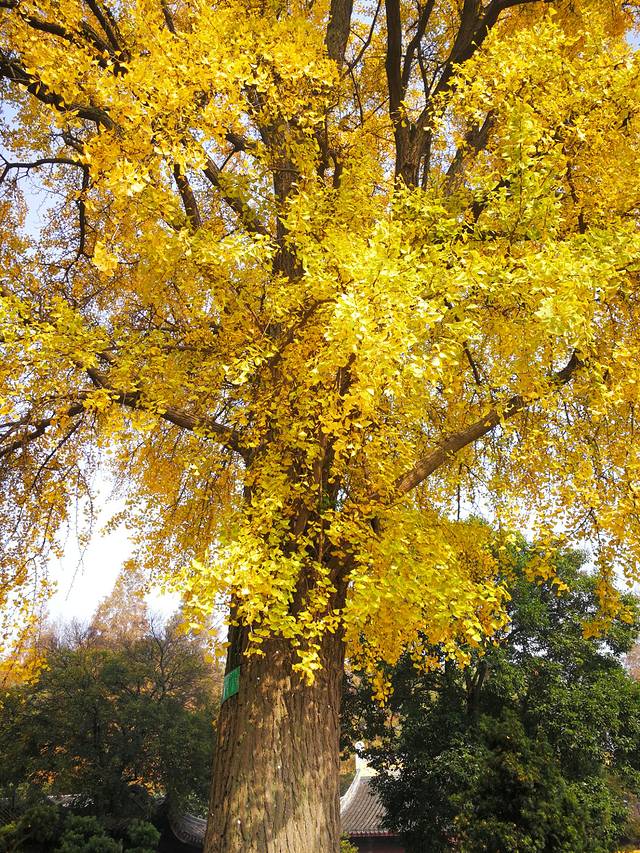 苏州上方山国家森林公园-楞枷寺