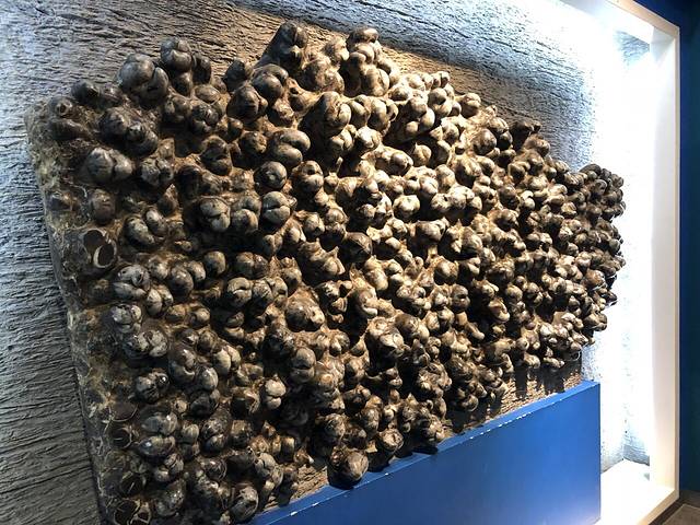 古哺乳动物展厅