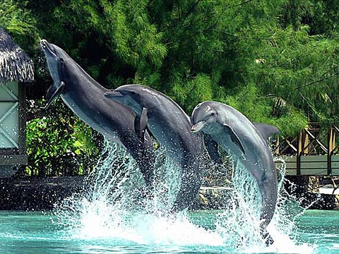 Moorea Dolphin Center旅游景点图片