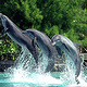 Moorea Dolphin Center