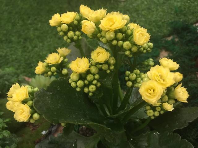 万达广场(清远店)