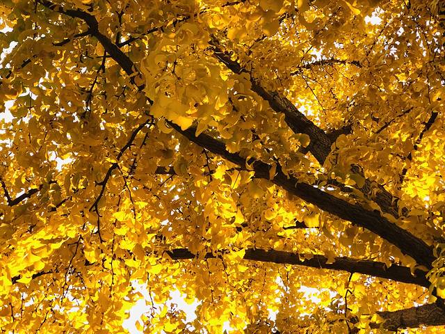 黄金城道步行街