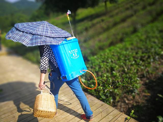 贵州湄潭象山茶博公园