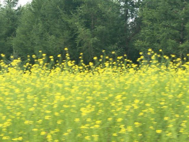 七星湖湿地公园-凉亭