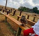 Dullstroom Bird of Prey & Rehabilitation Centre