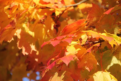 大风堡原始森林